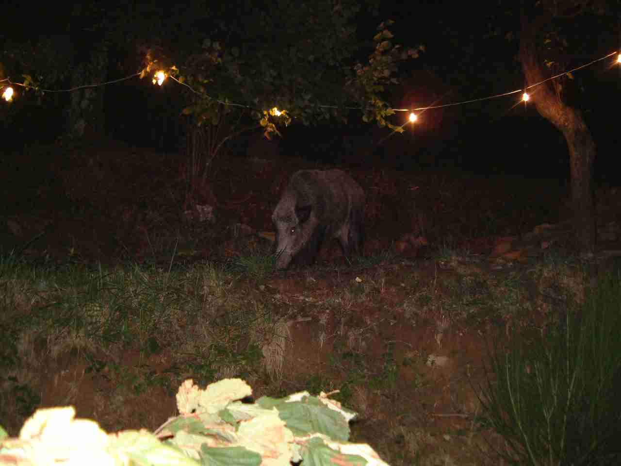  Image name: fau2.jpg 
 width: 1280 pixel 
 height: 960 pixel 
 Size: 42248 bytes 
 Click to enlarge 